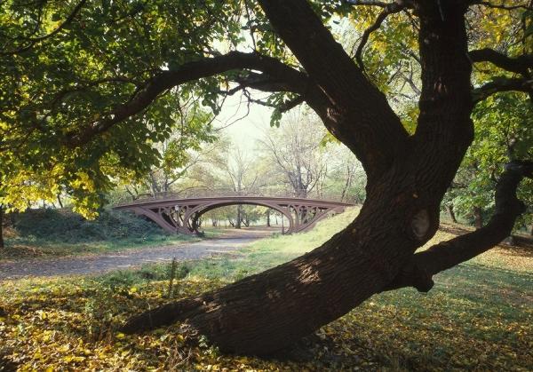 encuadre natural con un árbol y un puente